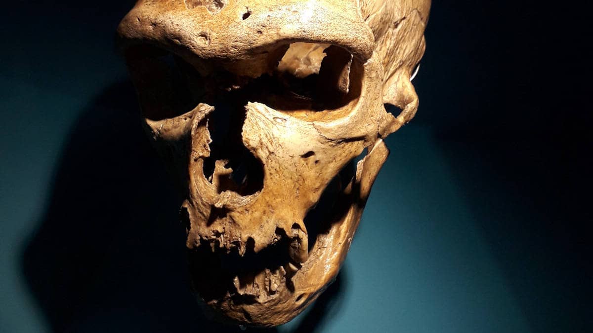 Crâne de l'homme de La Chapelle-aux-Saints