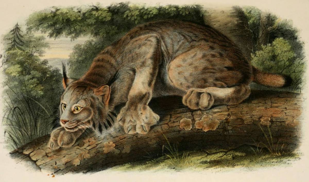 Canada Lynx (Audubon)