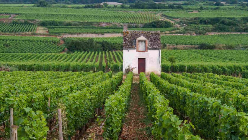 Vignes de Volnay