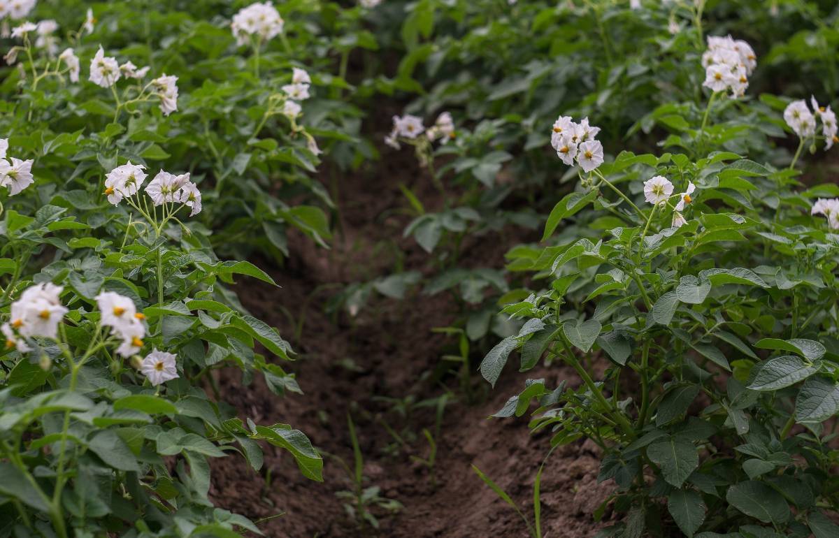 Champ de pommes de terre