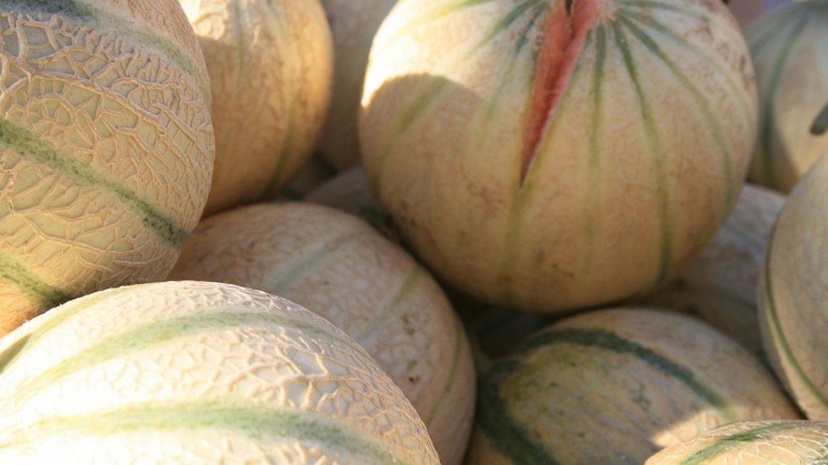 Melon de Cavaillon