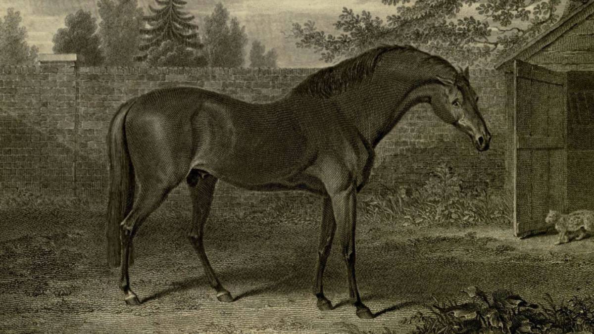 Godolphin Arabian