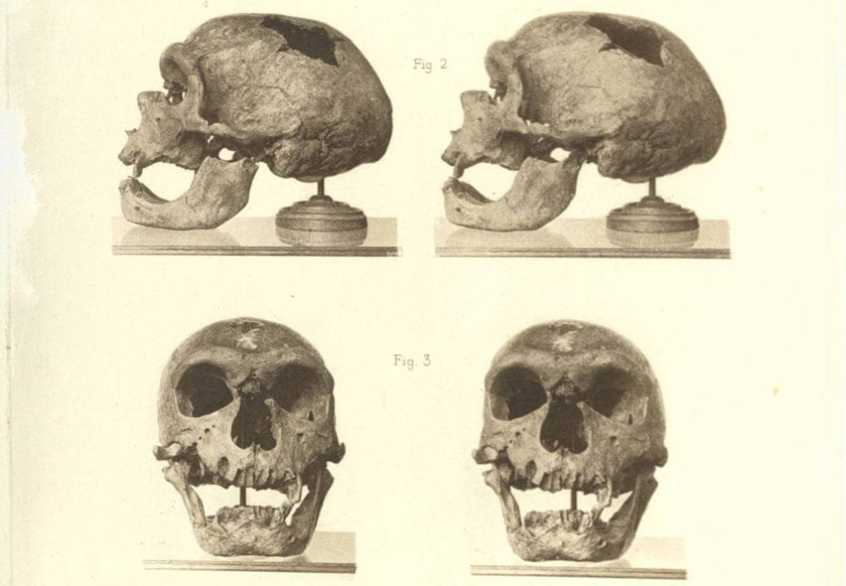 Crâne de l'homme de la Chapelle-aux-Saints