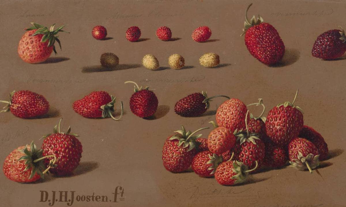 Fraises (D. J. H. Joosten, 1828-82)