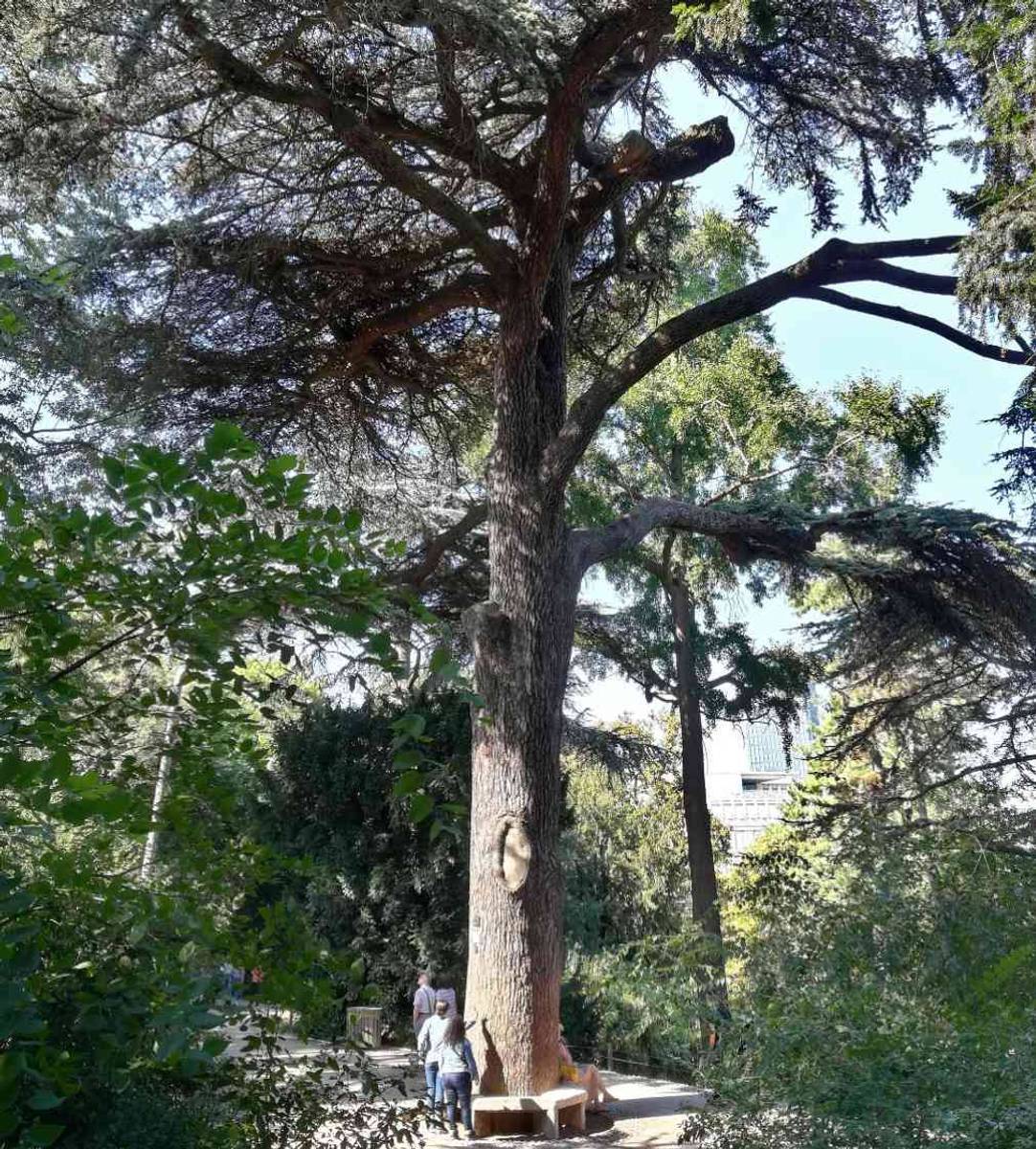 Le cèdre de Jussieu