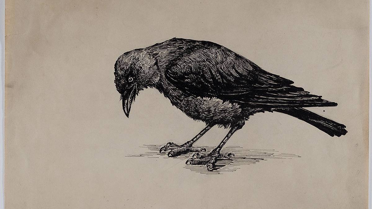 Corbeau (H. Hahn-Brinckmann, 1880)