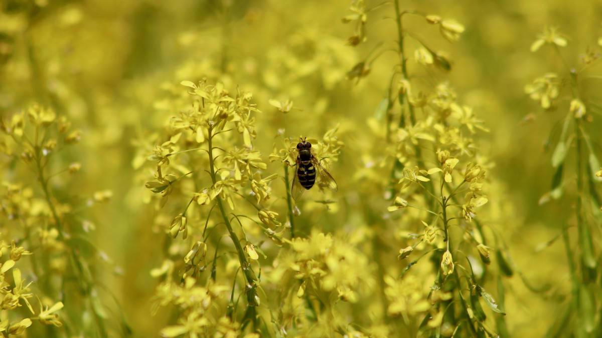 Pastel des teinturiers (Isatis tinctoria)