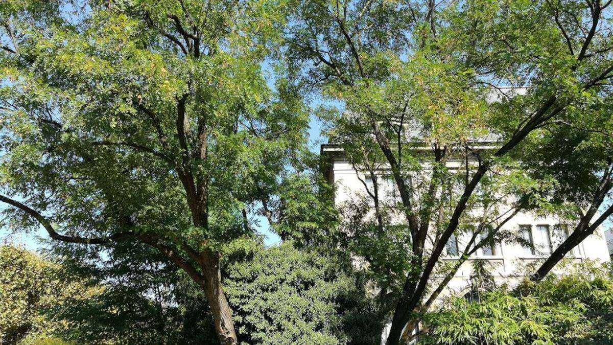 Le robinier du jardin des Plantes