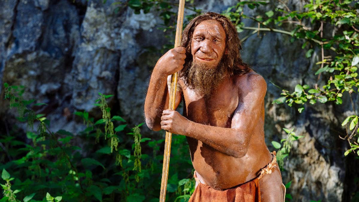 Reconstitution d'un Néandertalien