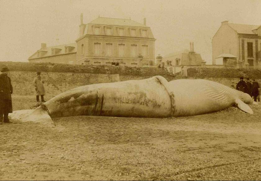 Baleine de Luc-sur-Mer (1885)