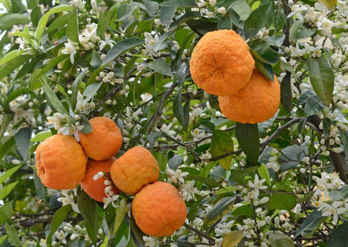 Bigaradier (Citrus aurantium)