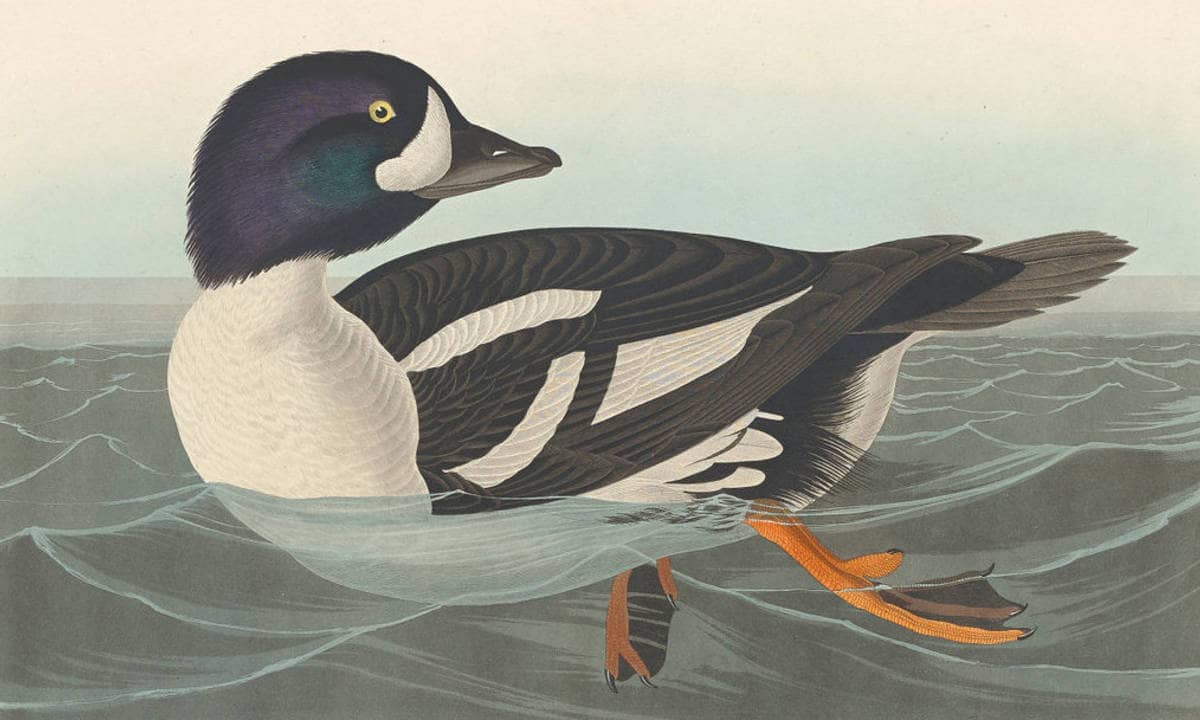 Golden-eye Duck (Audubon, 1838)