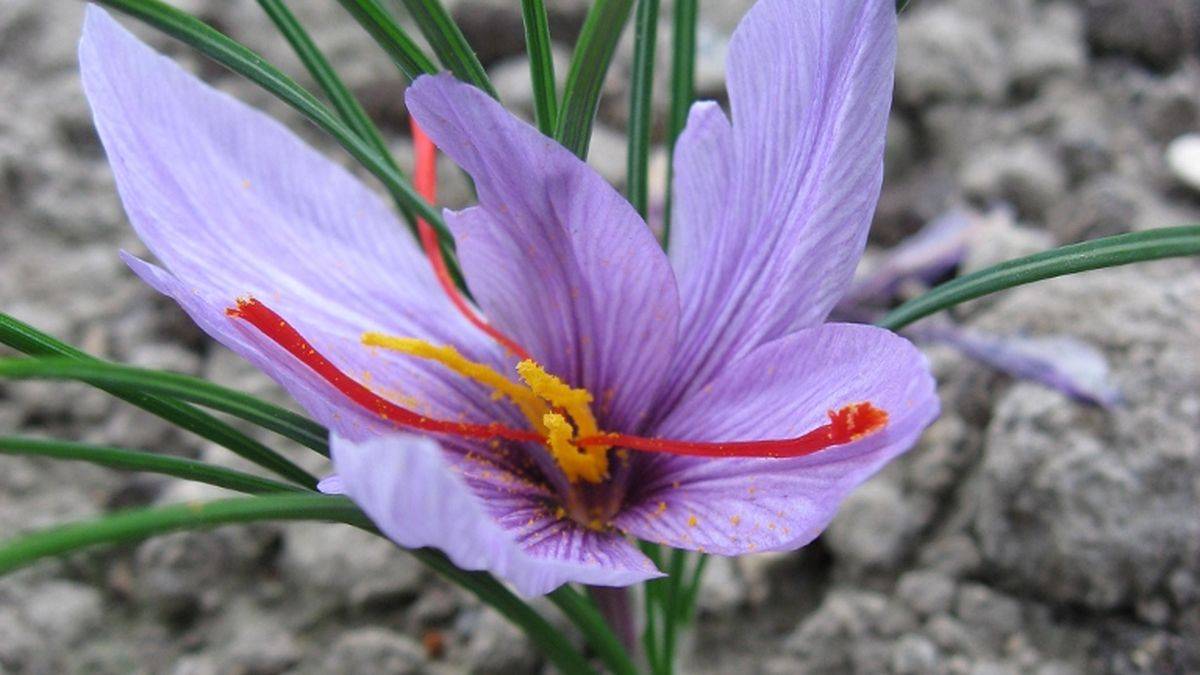 Crocus sativus