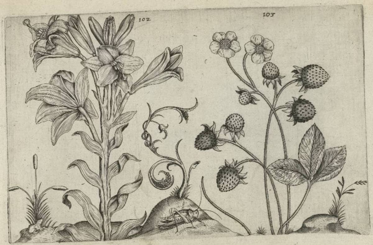 Lys et fraises (C. van de Passe, 1604)