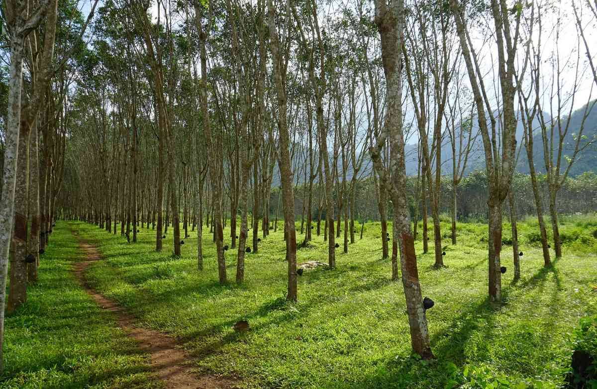 Plantation d'hévéas