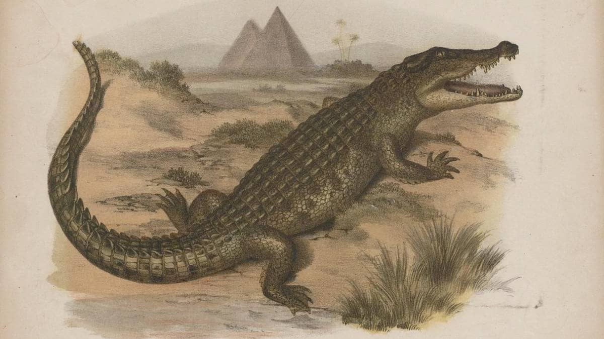 Image d'illustration : crocodile (1864)
