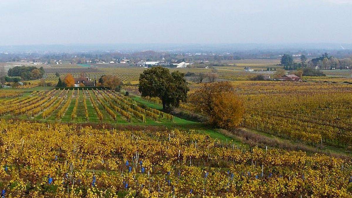 Le vignoble de Monbazillac