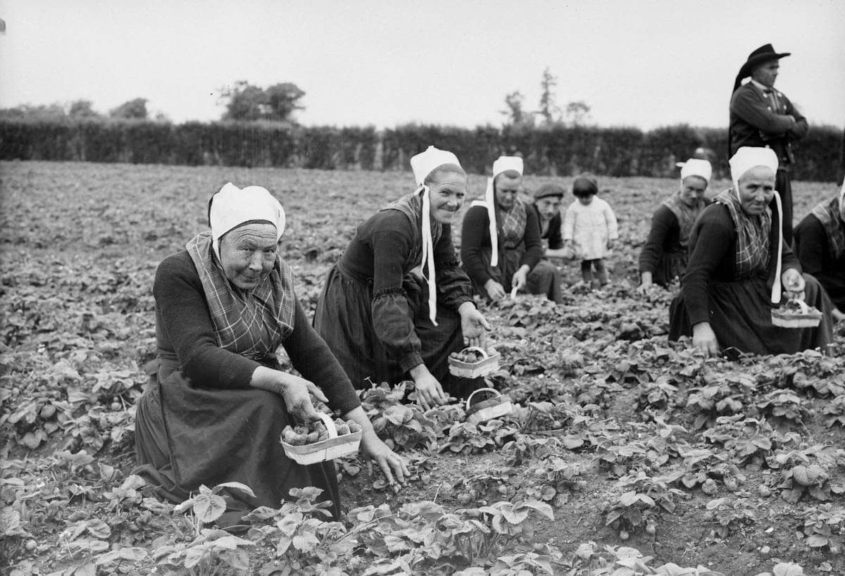 Récolte des fraises à Plougastel (1900)