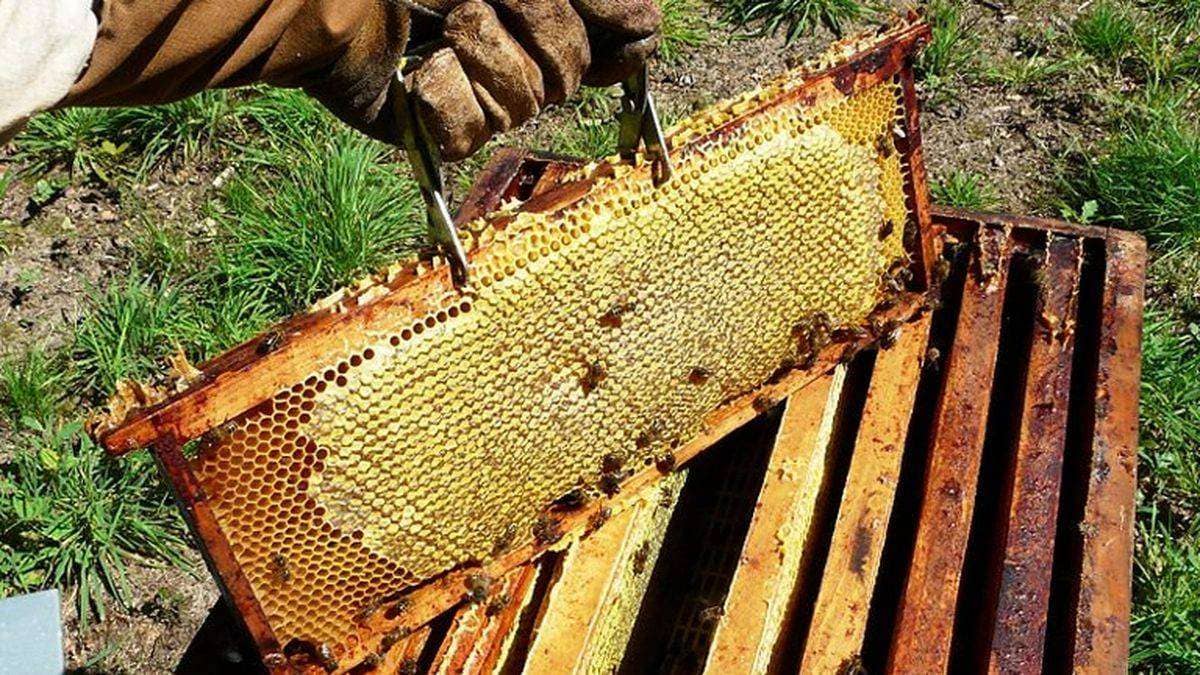 Cadres du corps de la ruche