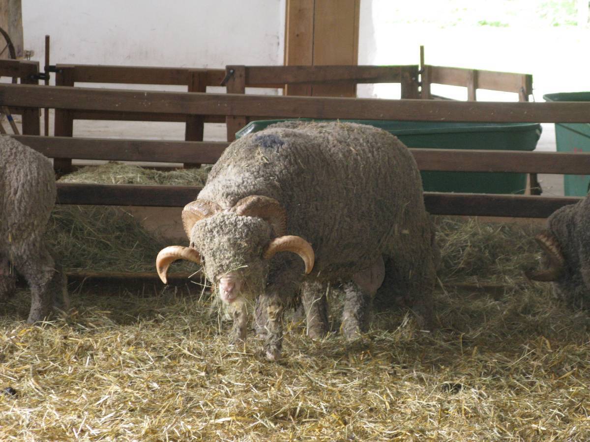 Bélier mérinos de Rambouillet, Bergerie nationale