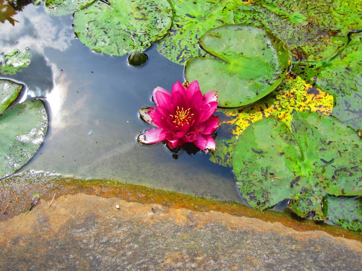 Le second jardin japonais