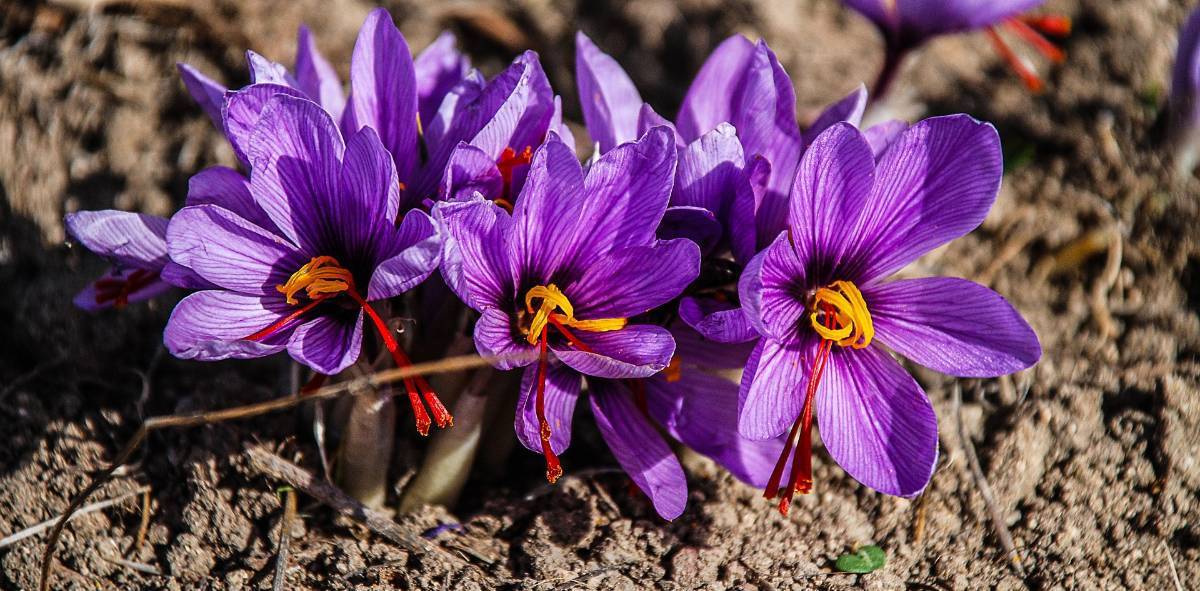 Crocus sativus