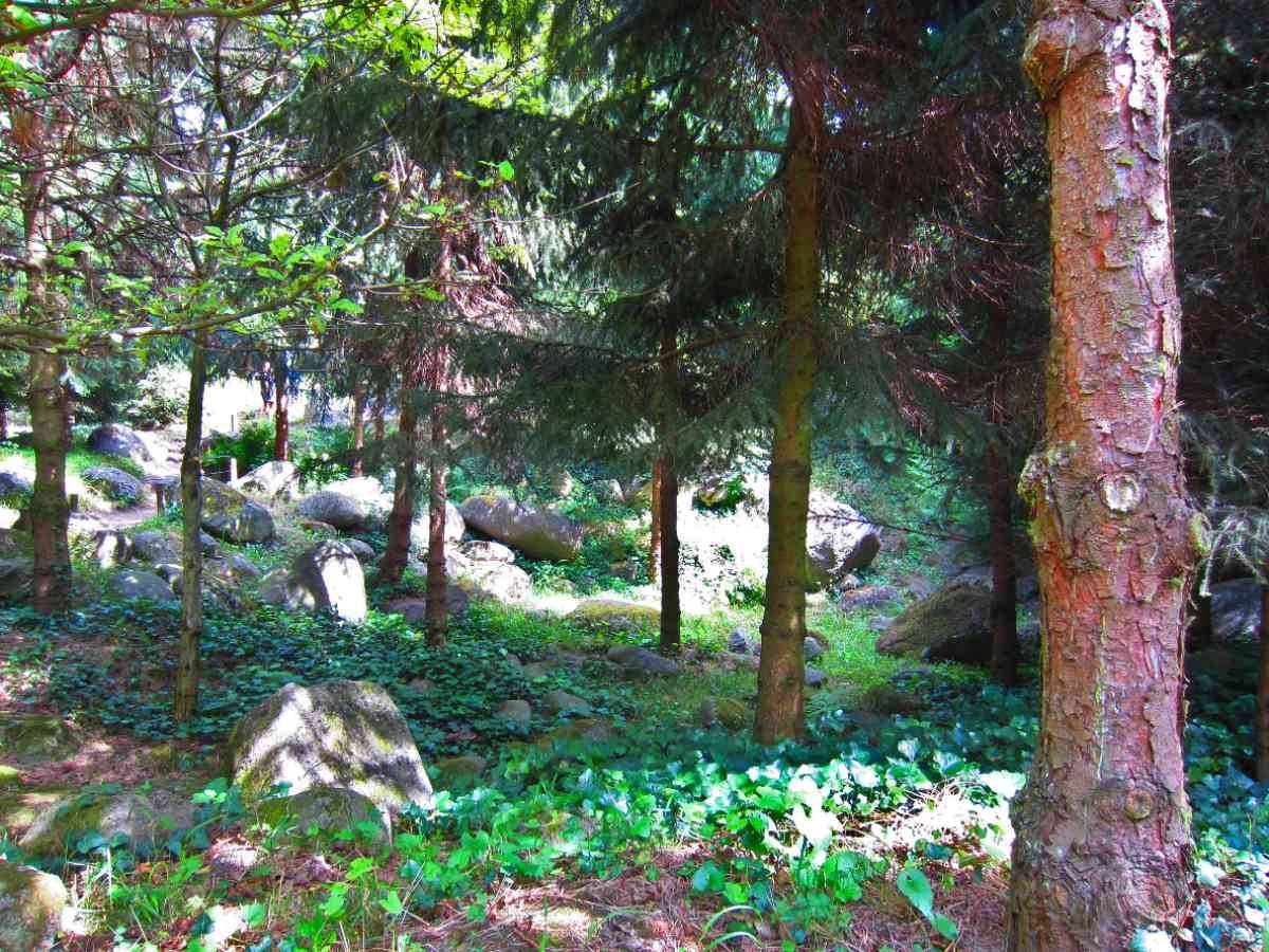 La forêt des Vosges