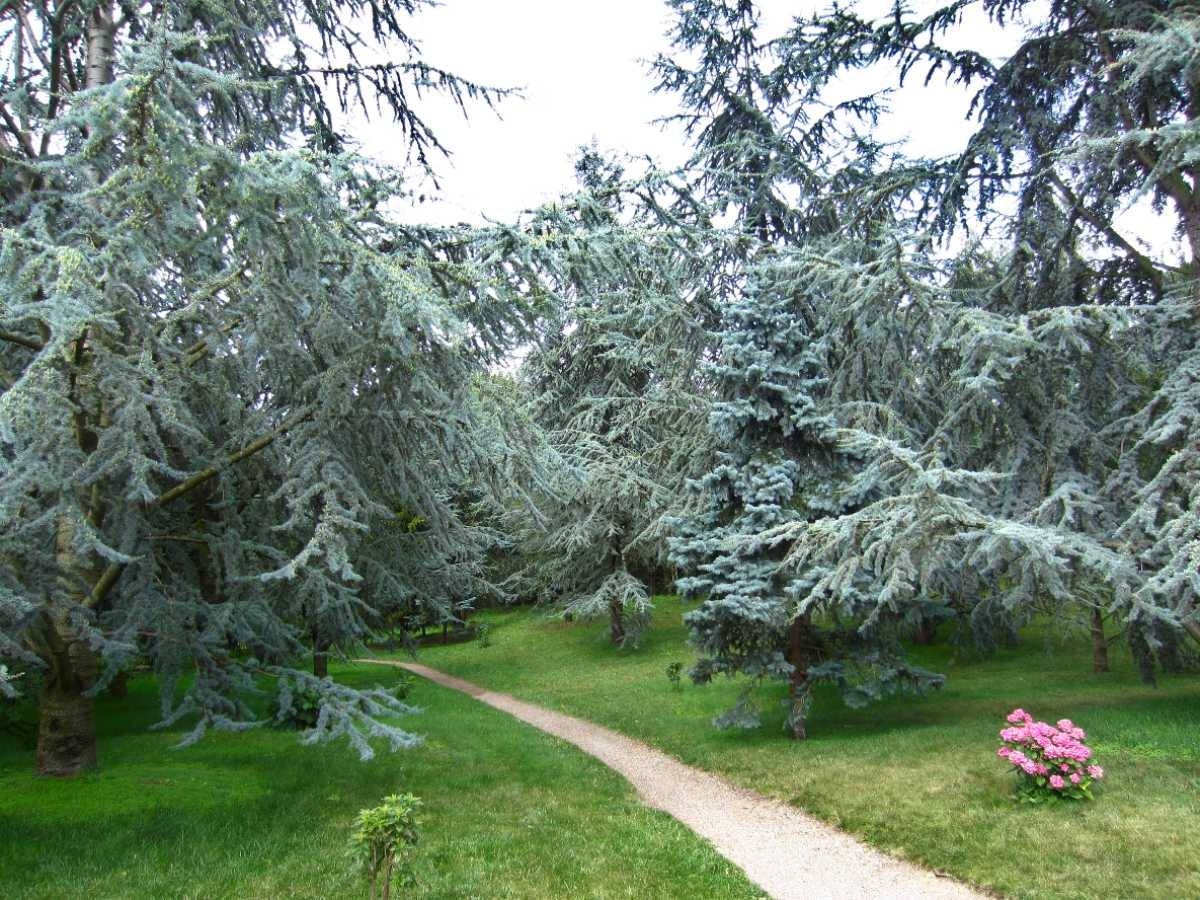 La forêt bleue