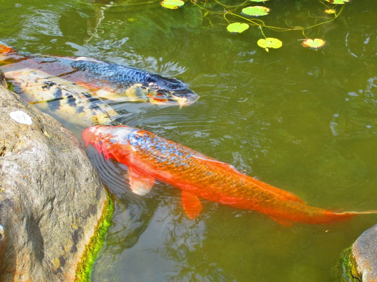 Le second jardin japonais