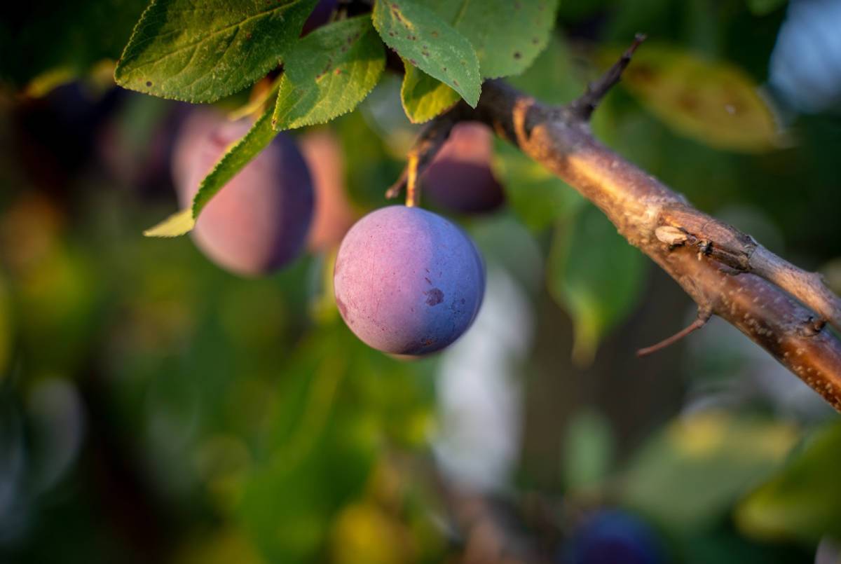 Prunes, image d'illustration