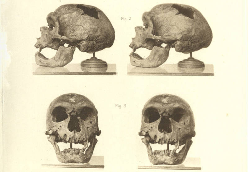 Crâne de l'homme de la Chapelle-aux-Saints