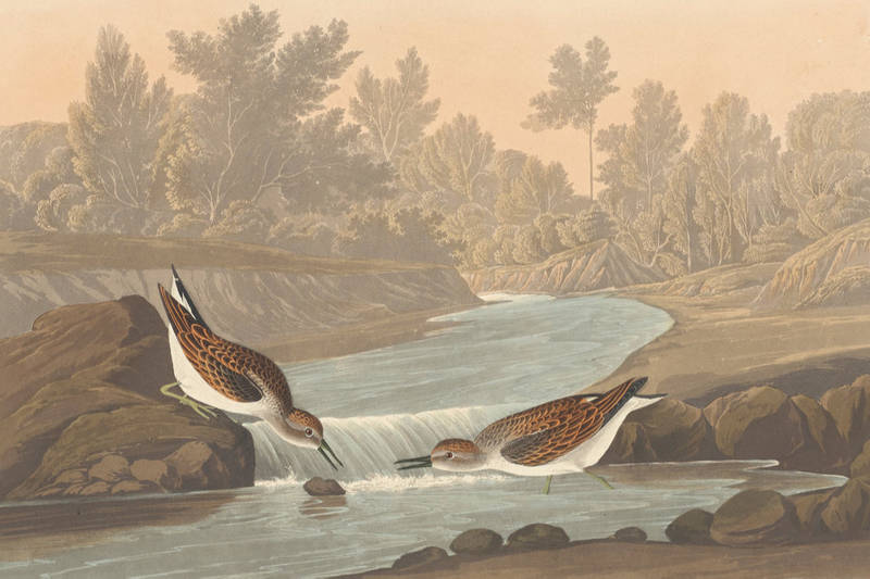 Little Sandpiper (Audubon, 1836)