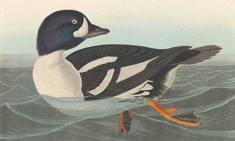 Golden-eye Duck (Audubon, 1838)