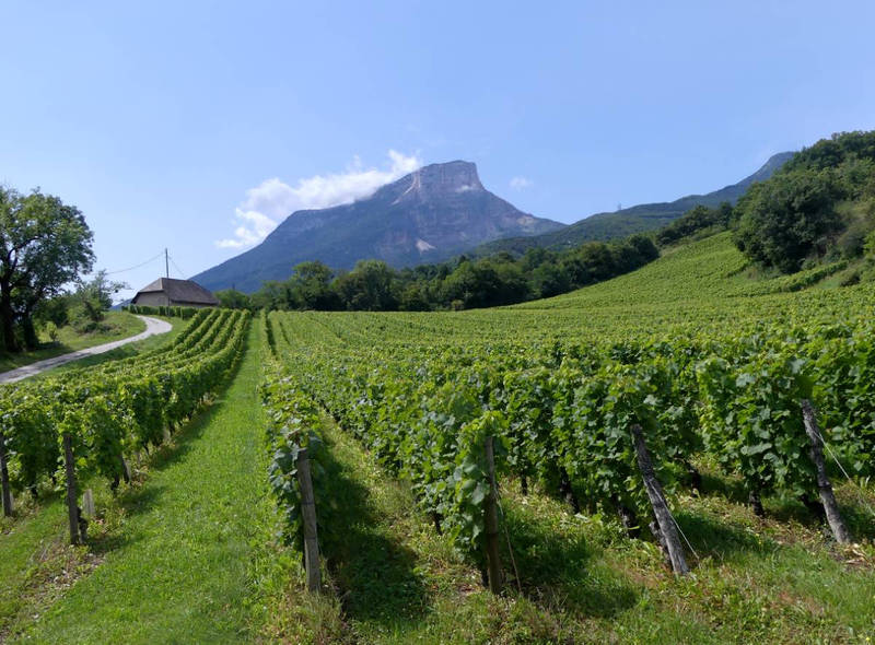 Mont Granier et vignes d'Apremont