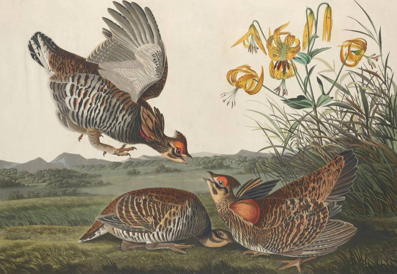 Pinnated Grous (Audubon, 1834)