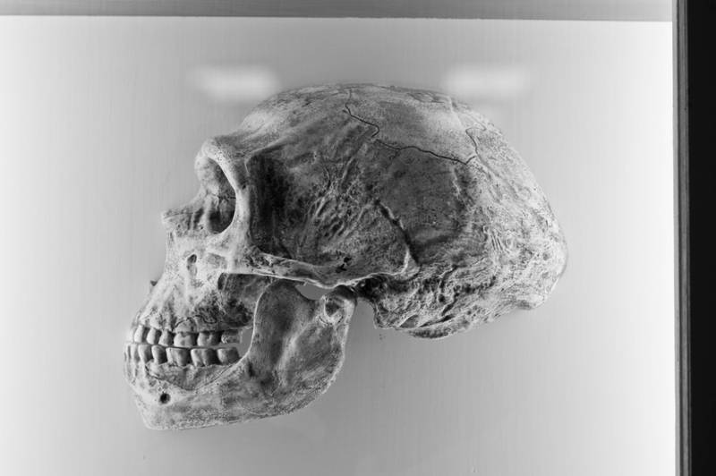 Crâne de Néandertalien