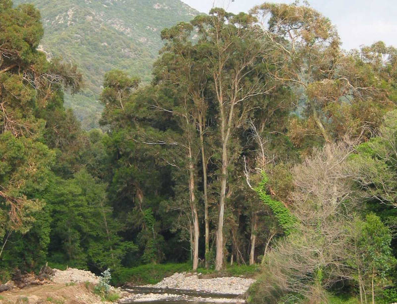 Eucalyptus à Ota, Corse